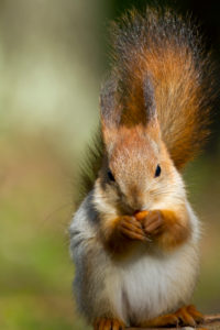Squirrel with nut, Sciurus vulgaris, Kuhmo, Kainuu, North Karelia, Finland Squirrel with nut, Sciurus vulgaris, Kuhmo, Kainuu, North Karelia, Finland